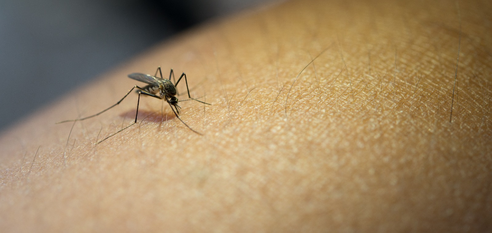 Zika Virüsü Belirtileri Nelerdir?